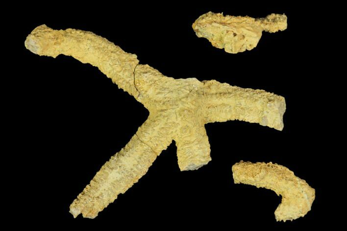 Partial Ordovician Starfish (Urasterella) Fossil - Oklahoma #145038